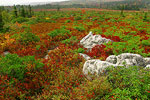 Monongahela National Forest